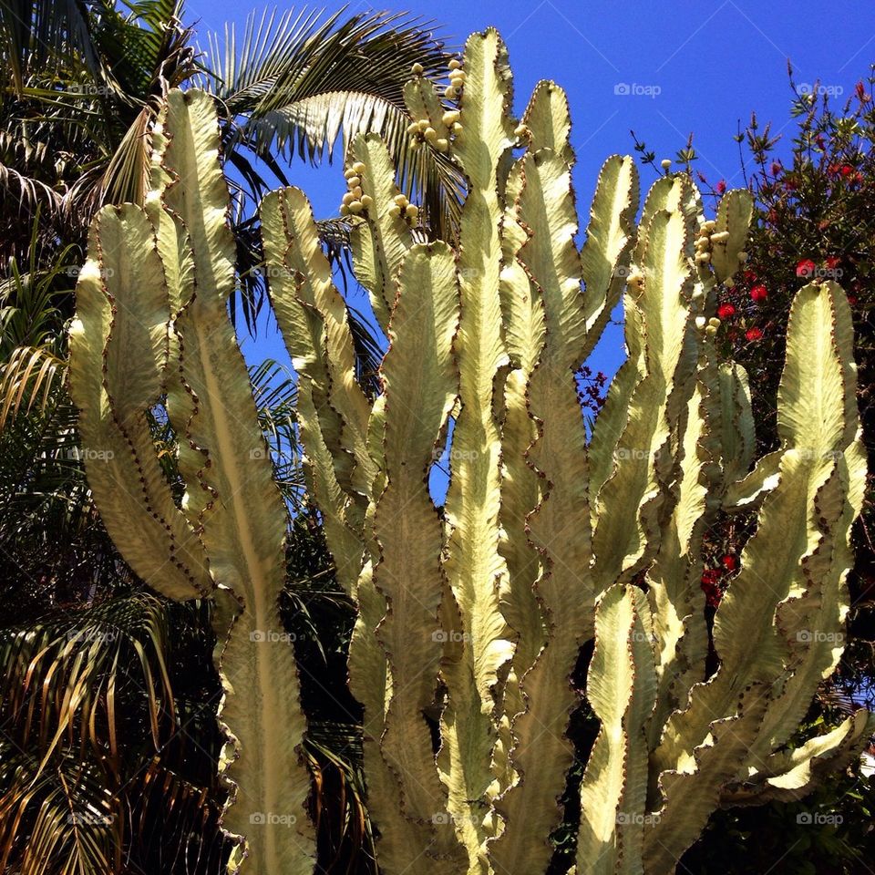 Cactus against a beautiful blue sky. Los Angeles 