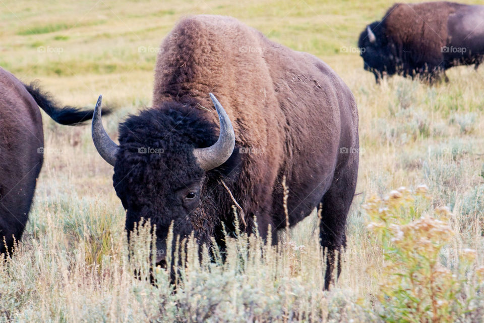 Bison