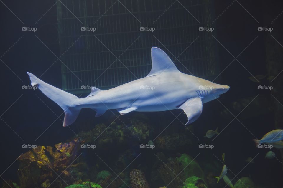 Shark