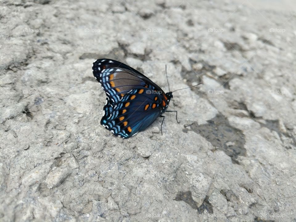 butterfly blue orange