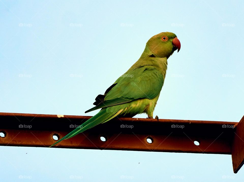 Bird photography  - Parrot