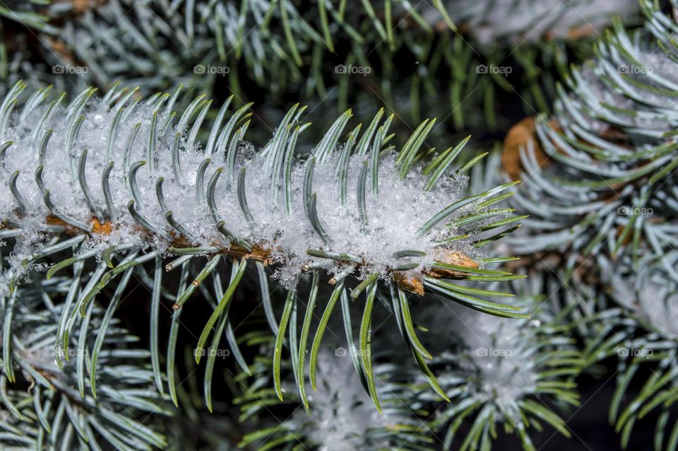 A spruce branch under the snow.