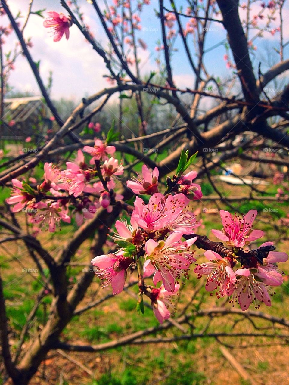 Springtime Blossums