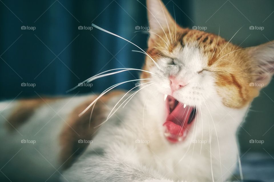 Seeing a cat yawning can make your day.