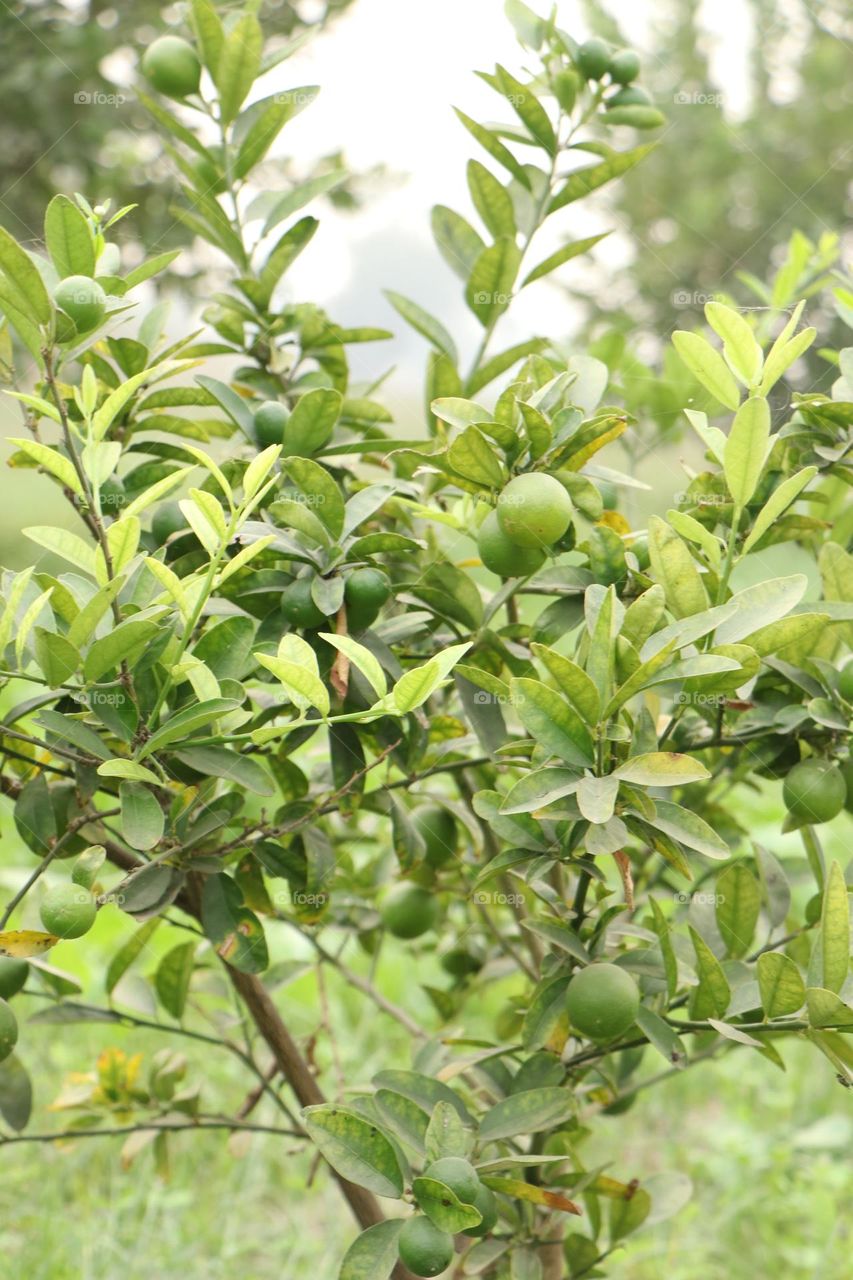 lemon fruit on plant