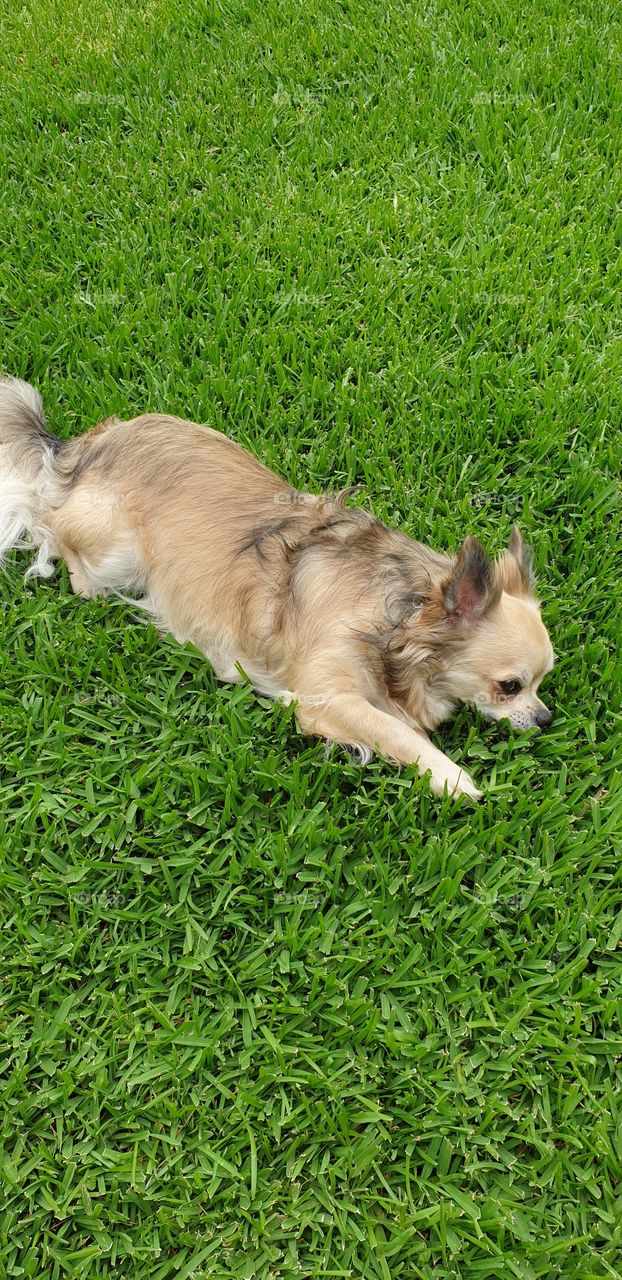 My Dog enjoying the Grass
