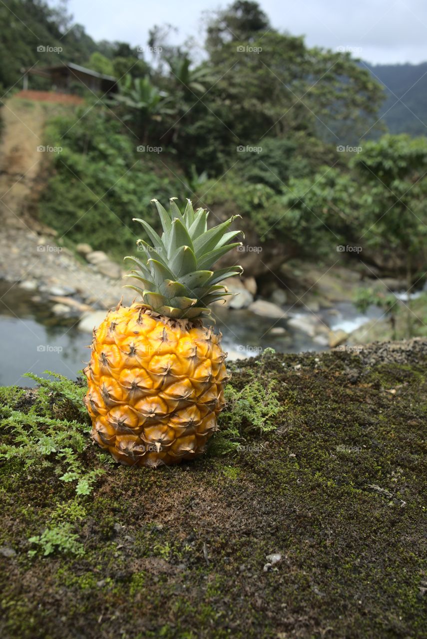 Fresh yellow pineapple. Tropical fruit