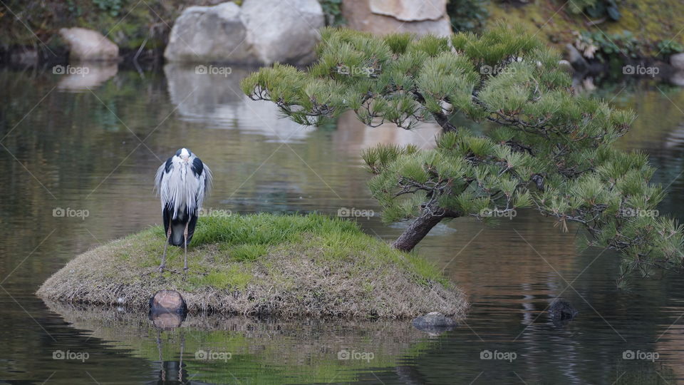 Egret stops on a small island in a koi pond for a nap