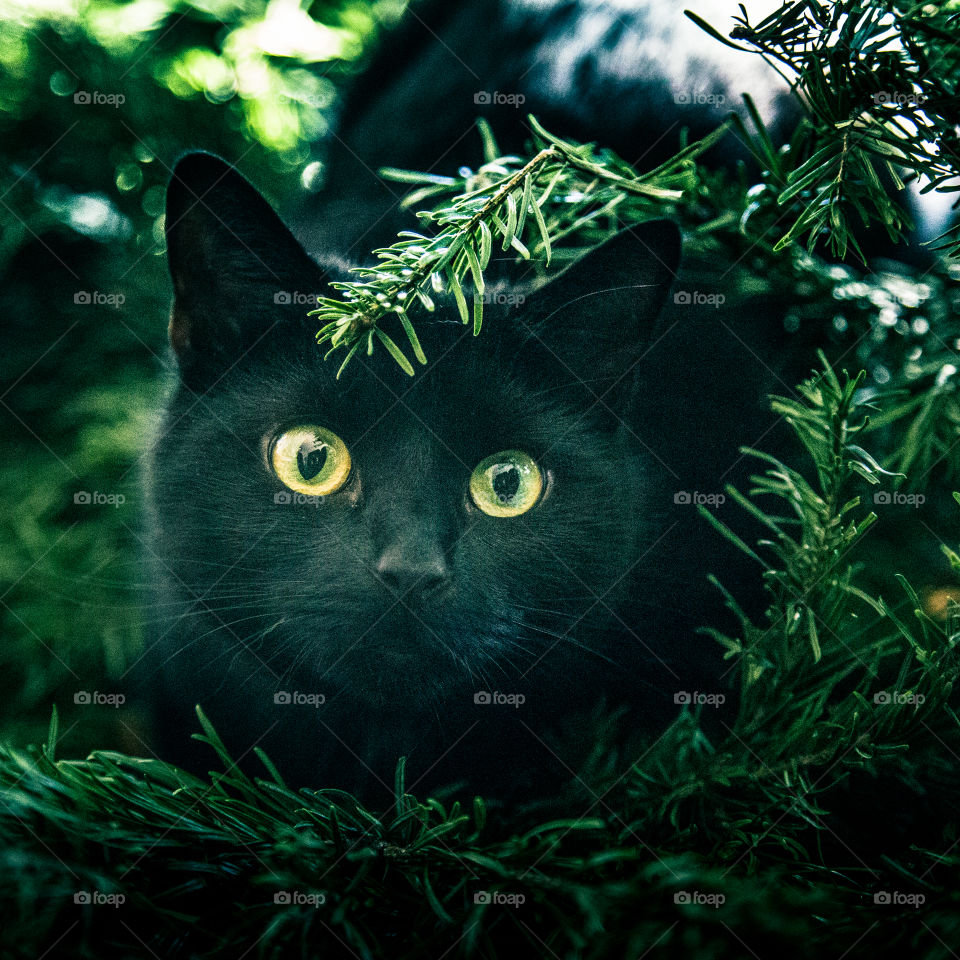 Cute black kitten in a Christmas tree. An animal portrait. Cat is black.