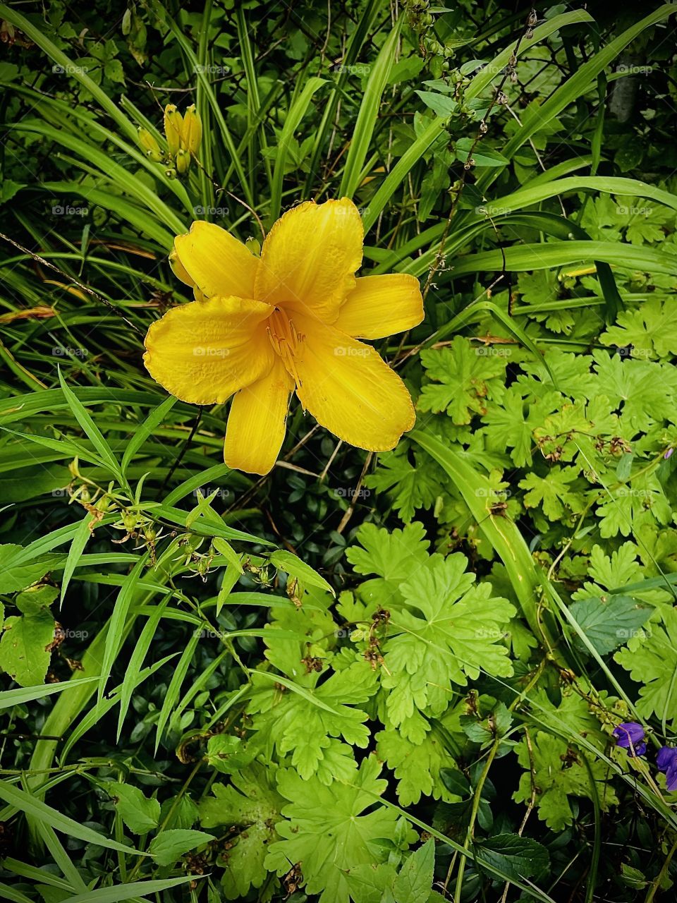 A beauty amongst the weeds!
