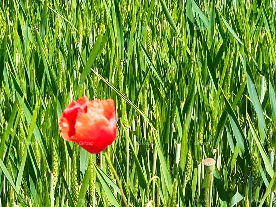 poppy in a green field