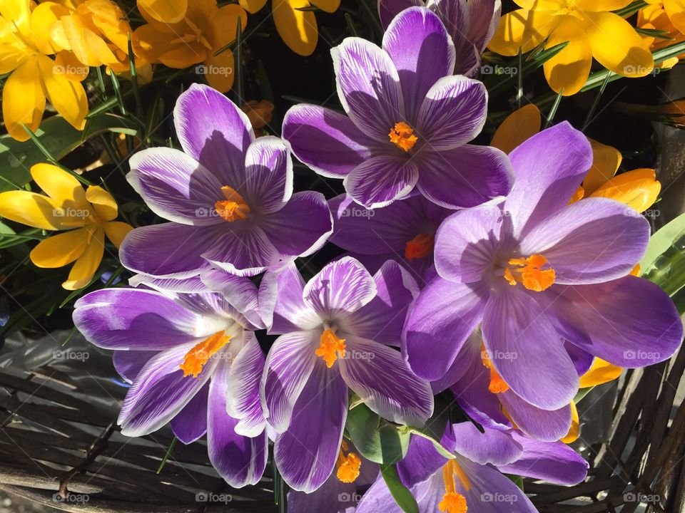 Elevated view of crocus flowers