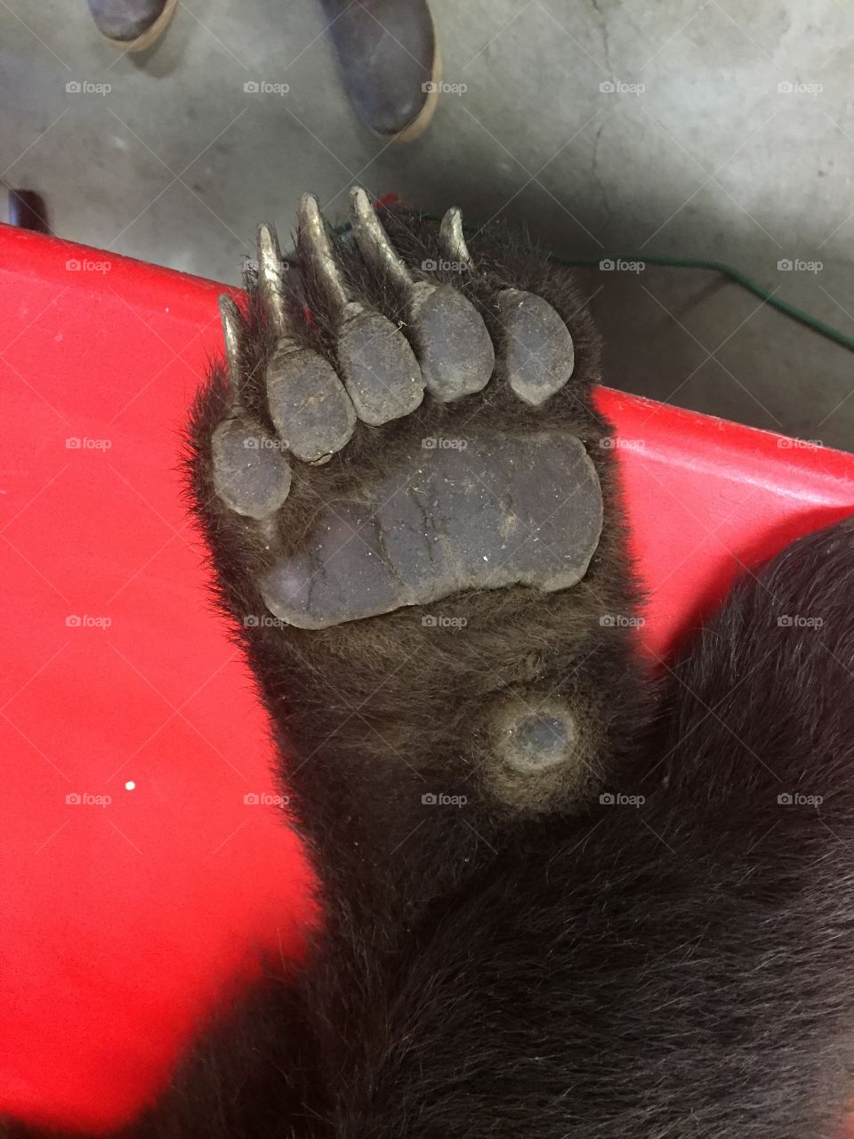 Grizzly paw! 