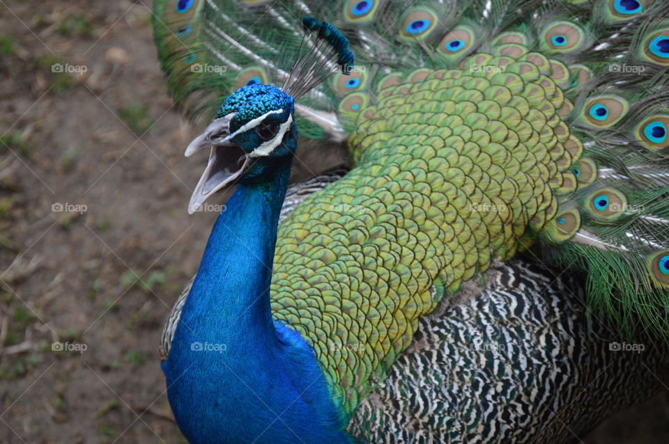 Peacock Squawk