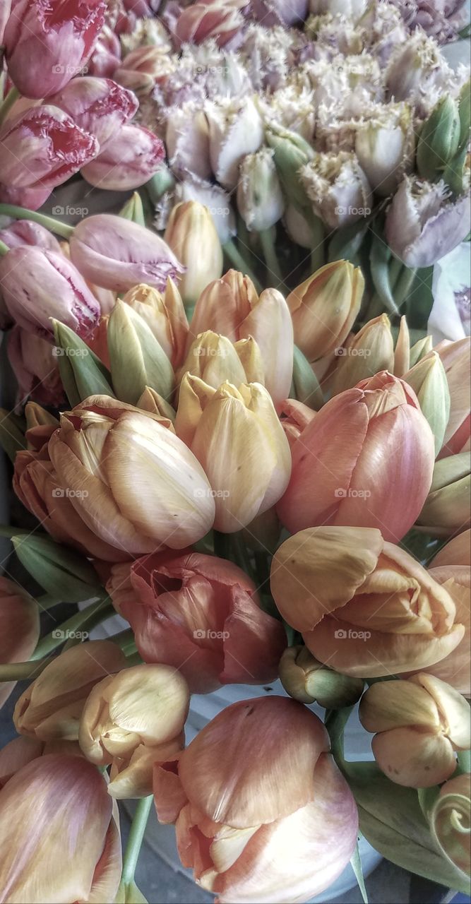 Bunches of Tulips
