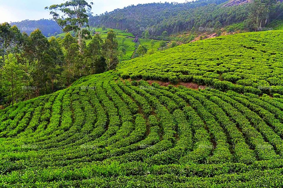 step farming.....tea farmingi