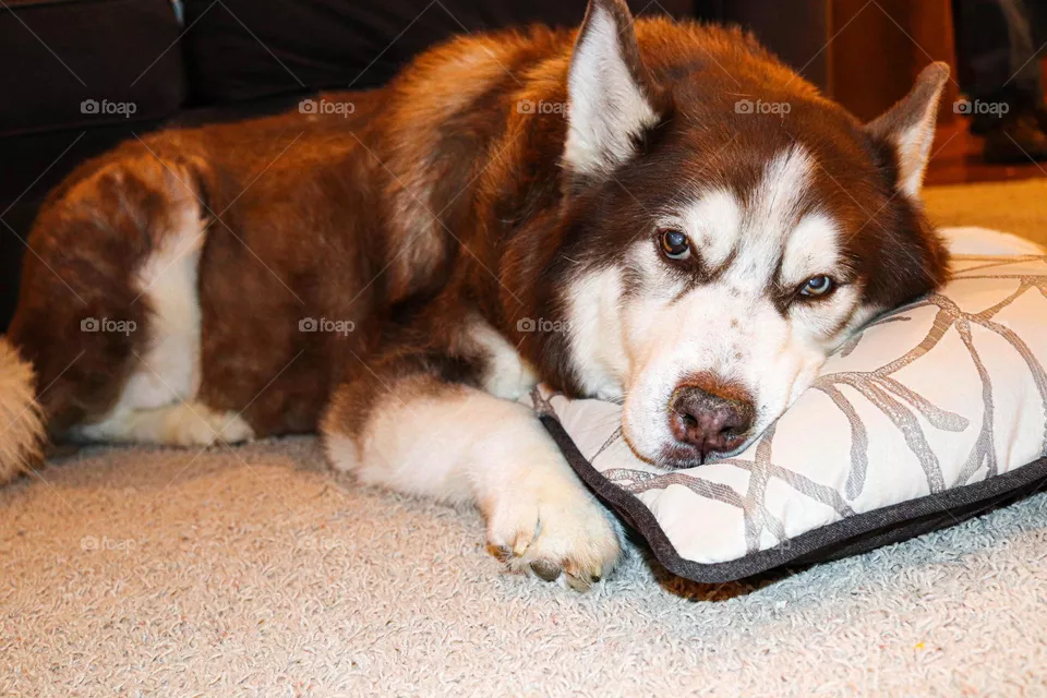 husky on Christmas eve