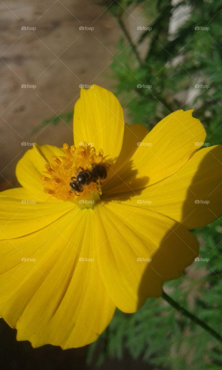 yellow cosmos