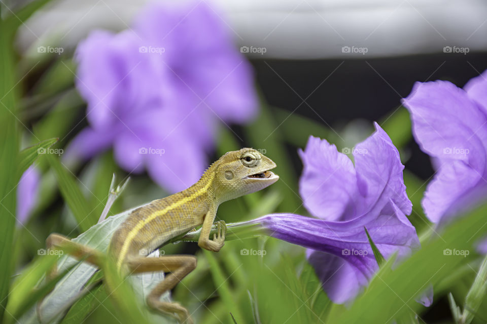 Small Long tailed lizard eat insects on Purple flower or Ruellia squarrosa (Fenzi) Cufod  in garden.