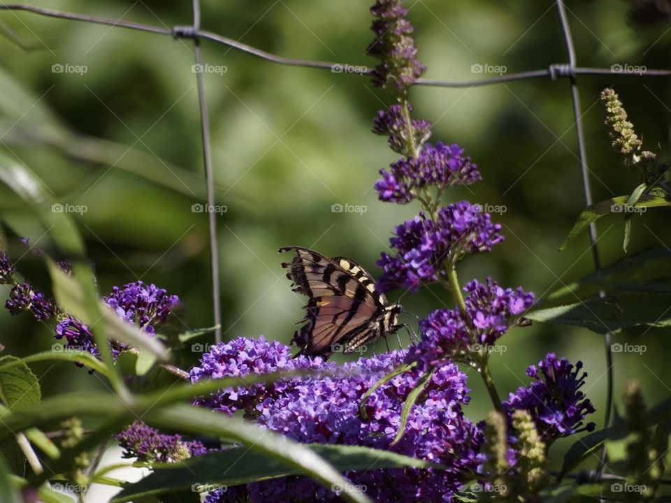 Lilac Monarch