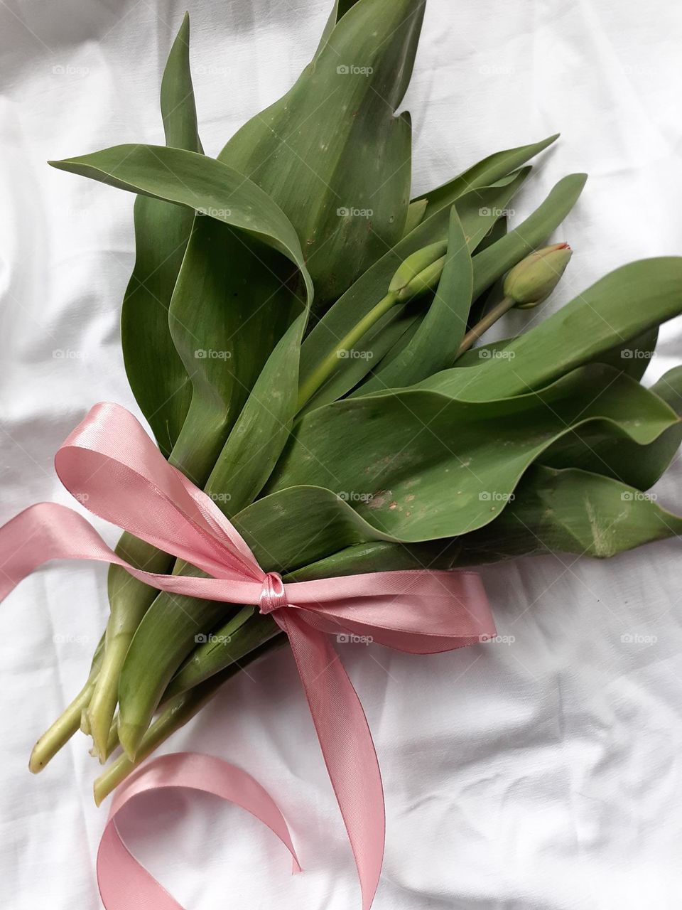 Tulip buds are cut in the garden