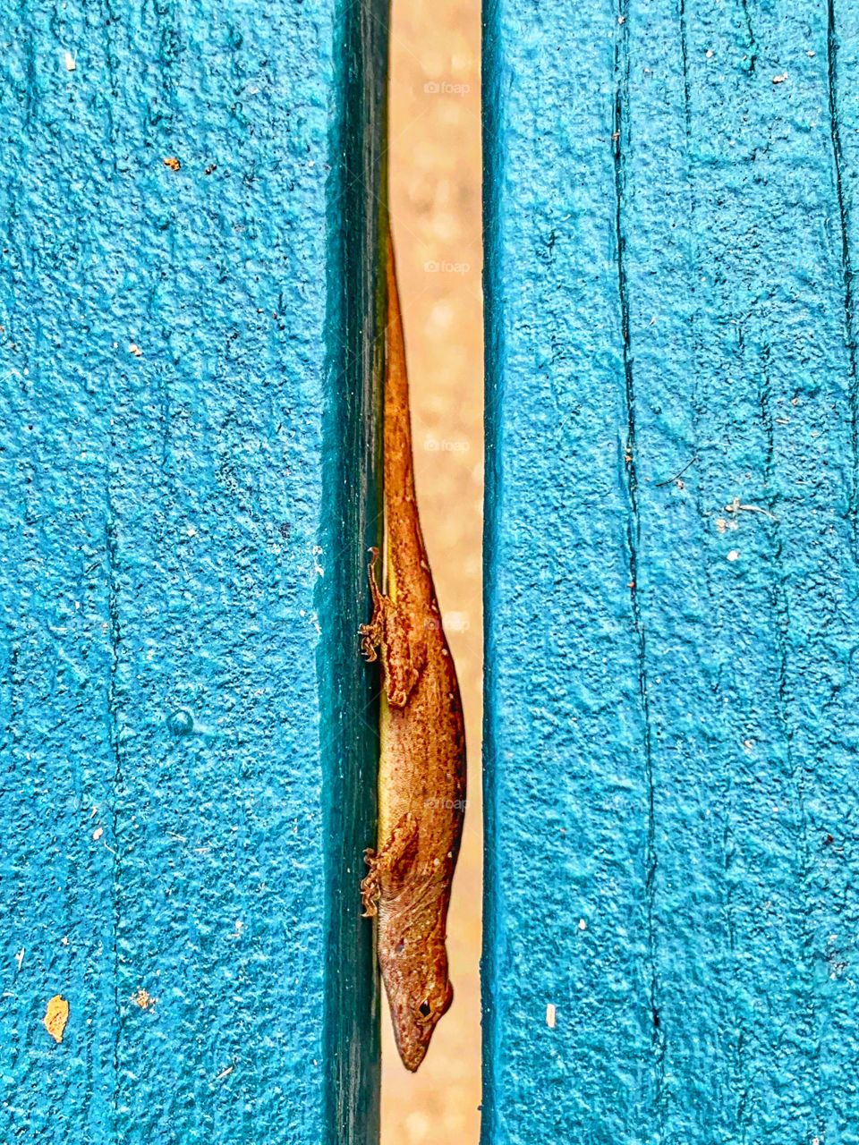 Our guest on picnic table