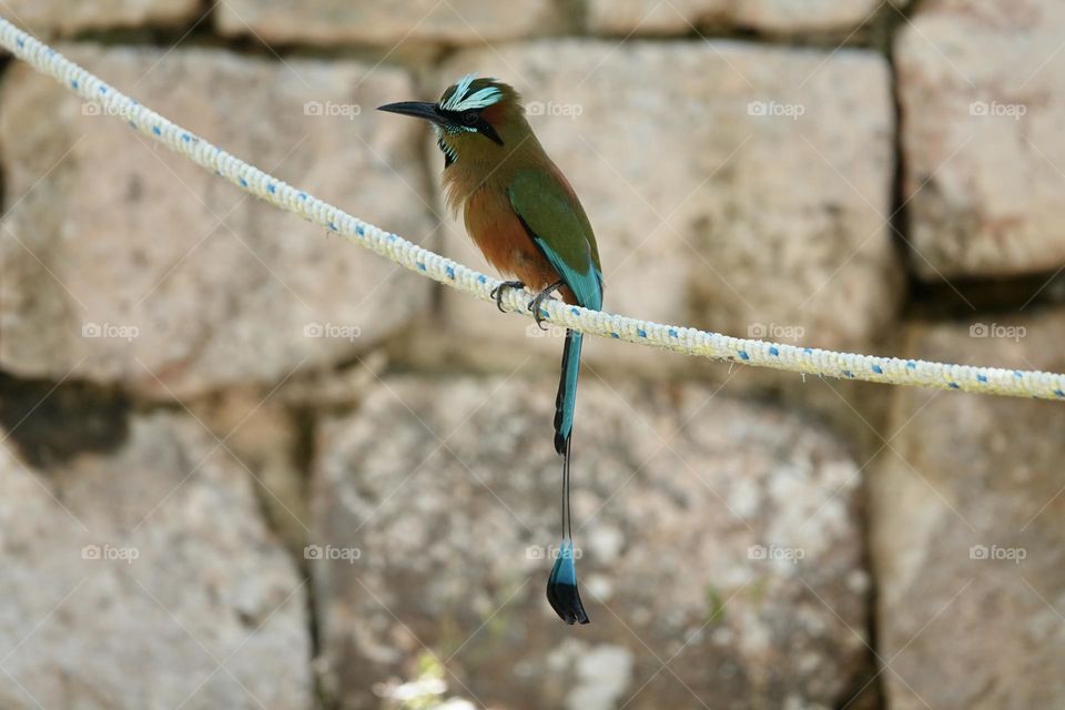 Photo of beautiful Turquoise-browed motmot sitting on rope in Mexico on stone background.