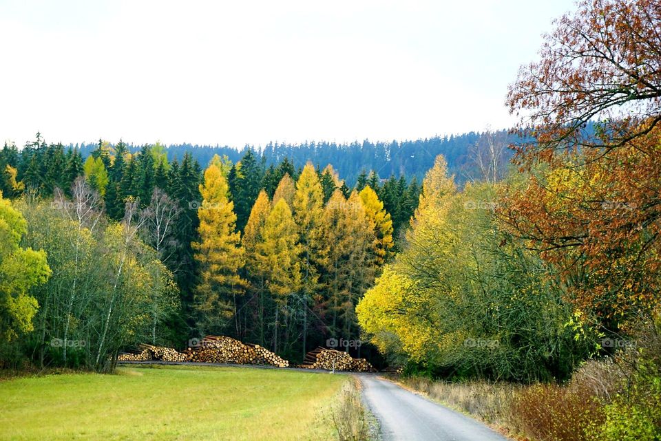 Autumn#forest#colors