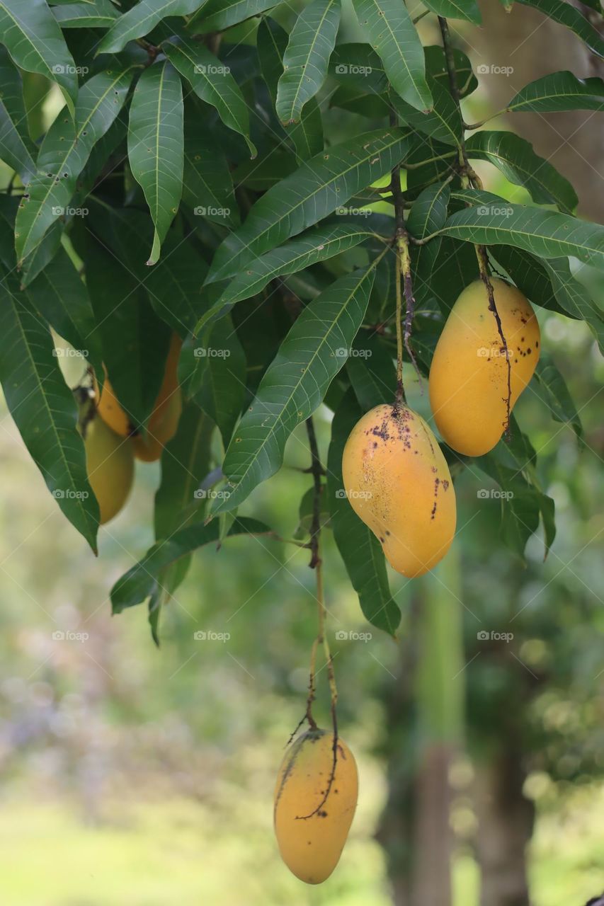 Sweet delicious Haitian mangoes