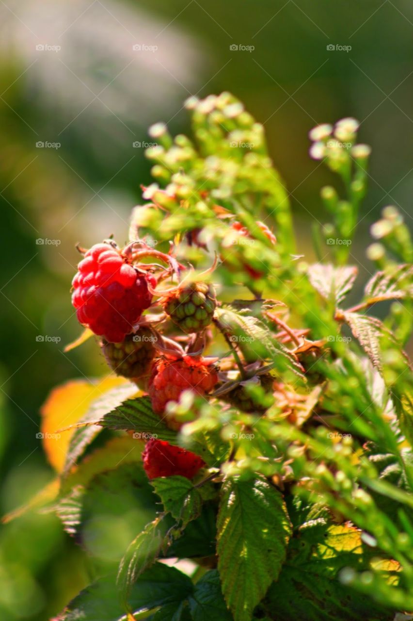 berries