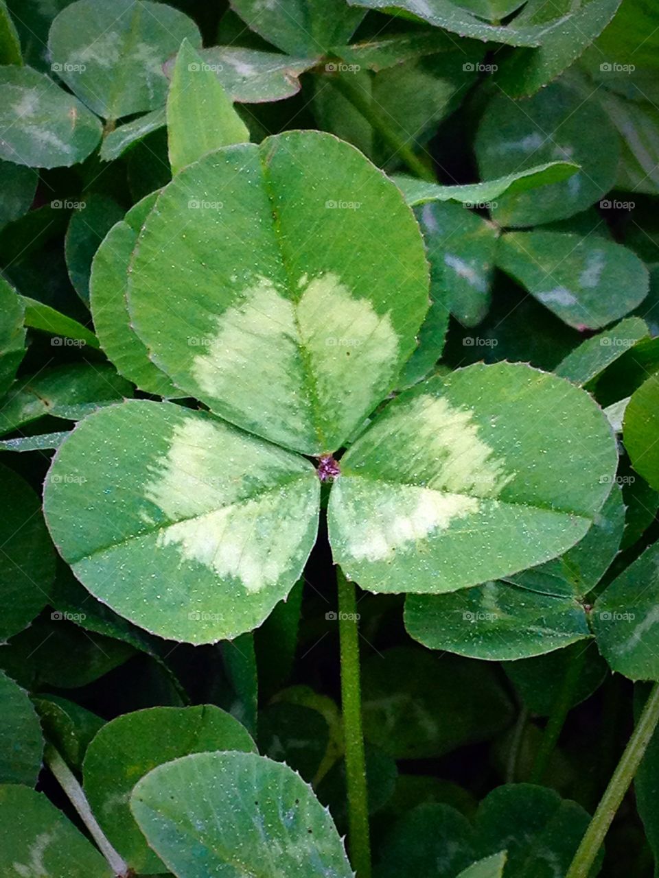 Lucky Clover. Biggest clover in the patch.