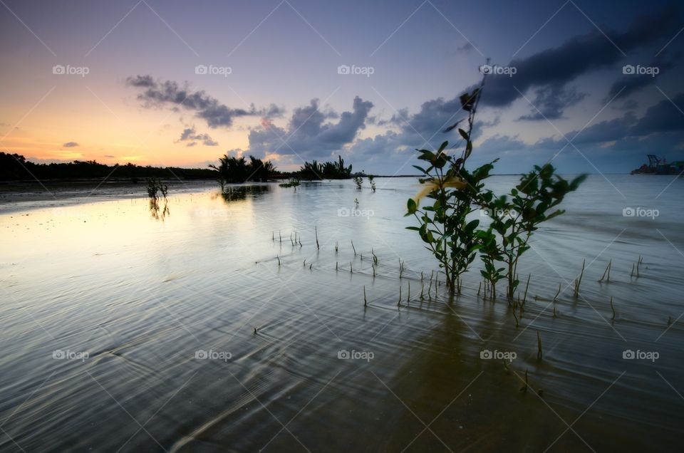 Mangrove trees on the beach at sunset or sunrise.