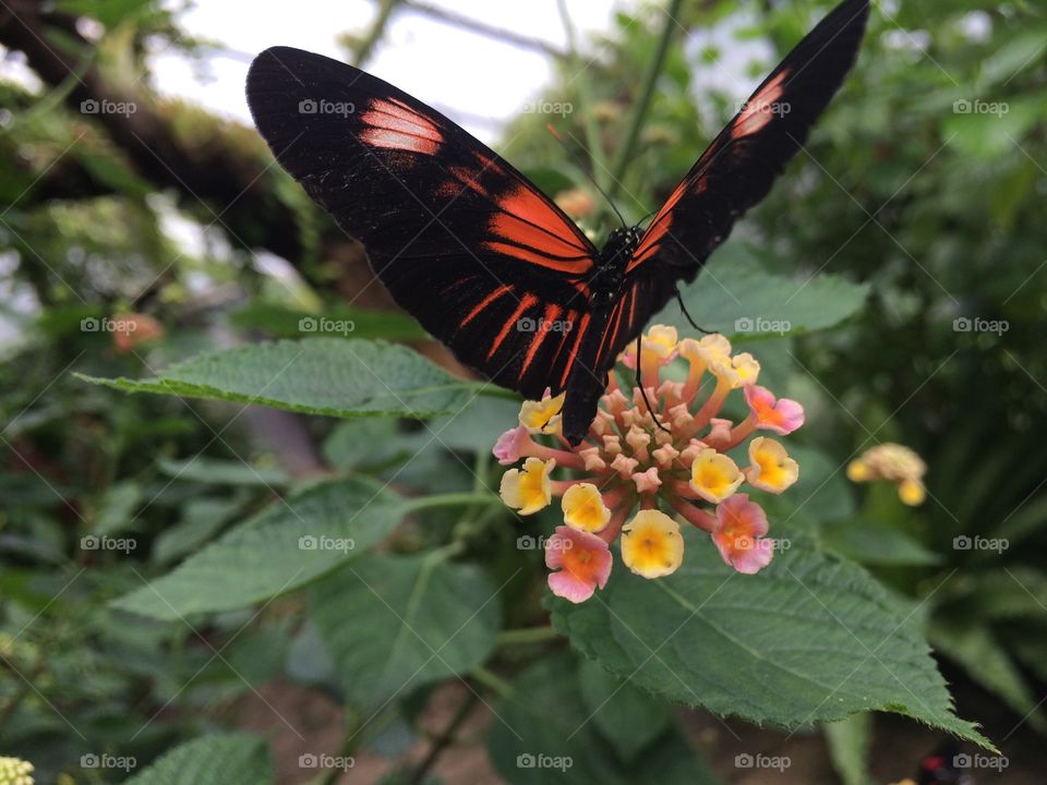 A beautiful butterfly 