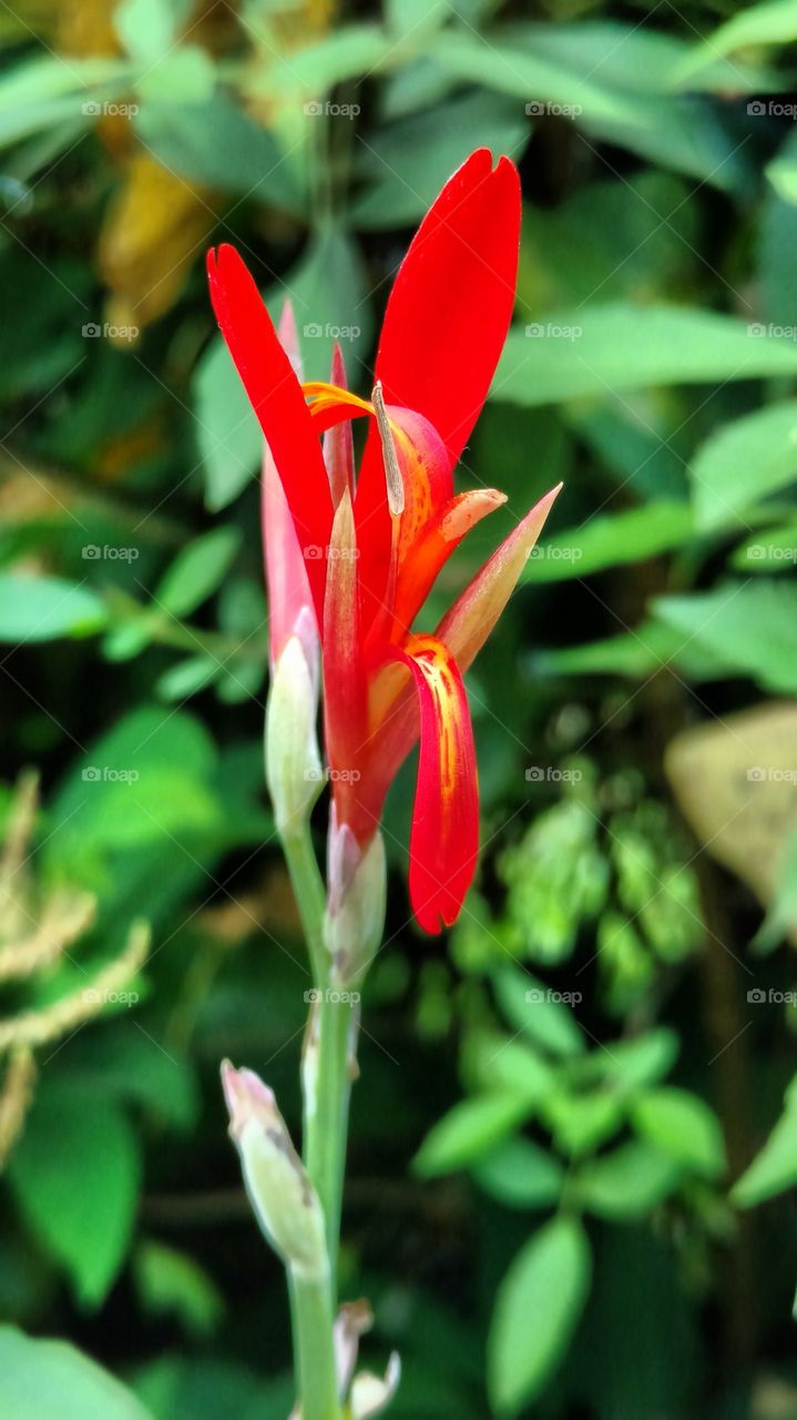 Nature, Flora, Flower, Leaf, Garden