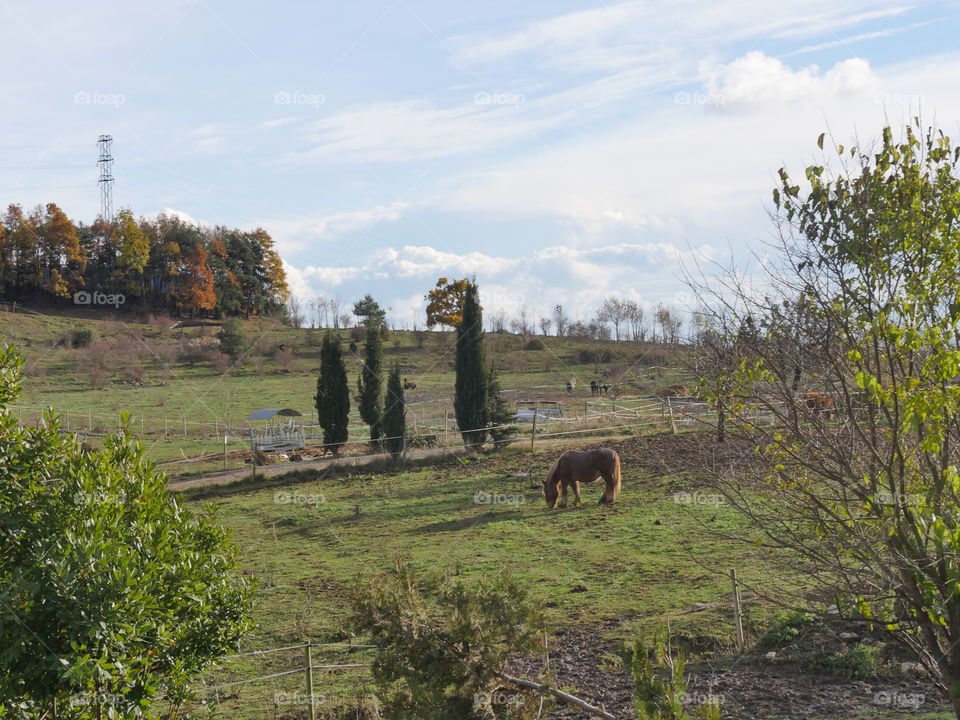 horse view
