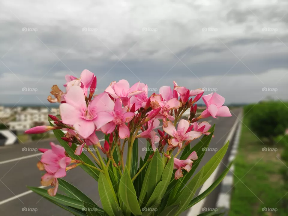 a image of beautiful Oleander pink flowers