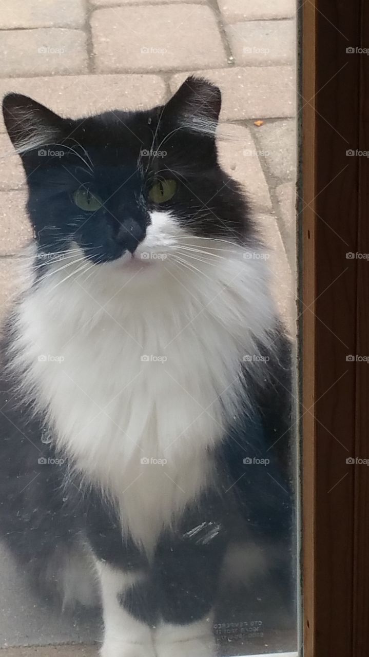 phantom of the opera cat