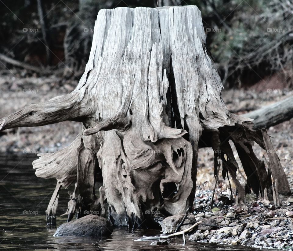 driftwood or old man being held down by the tree stump