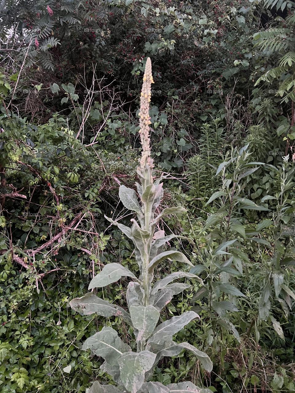 Mullein