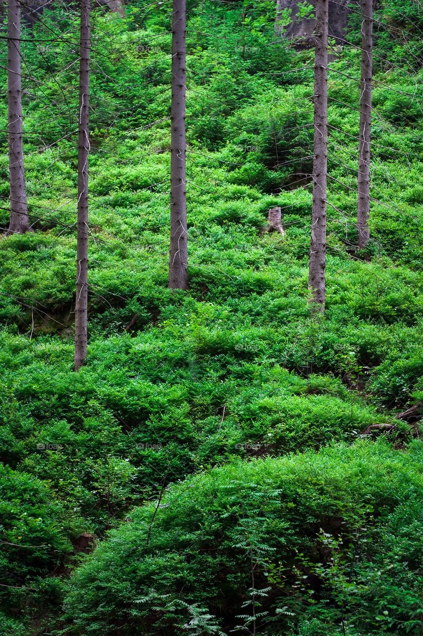 Green forest