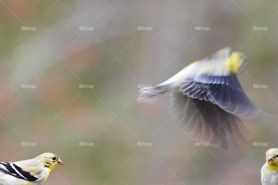 A Goldfinch Flutter