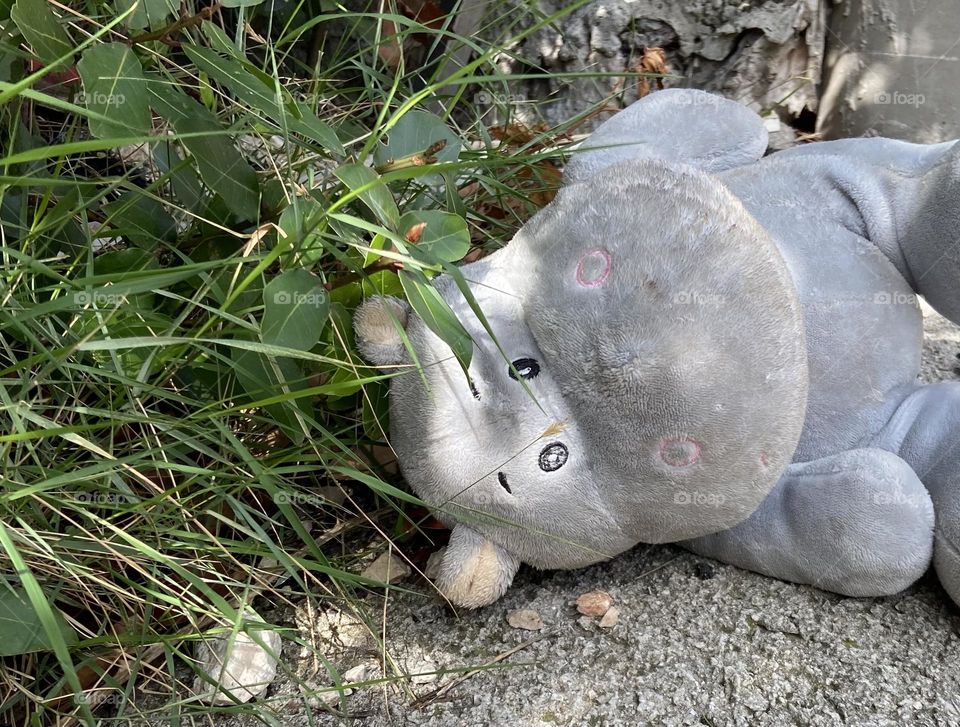 Is it a lost precious cuddly toy hippopotamus or a stuffed wild animal relaxing in the wild?