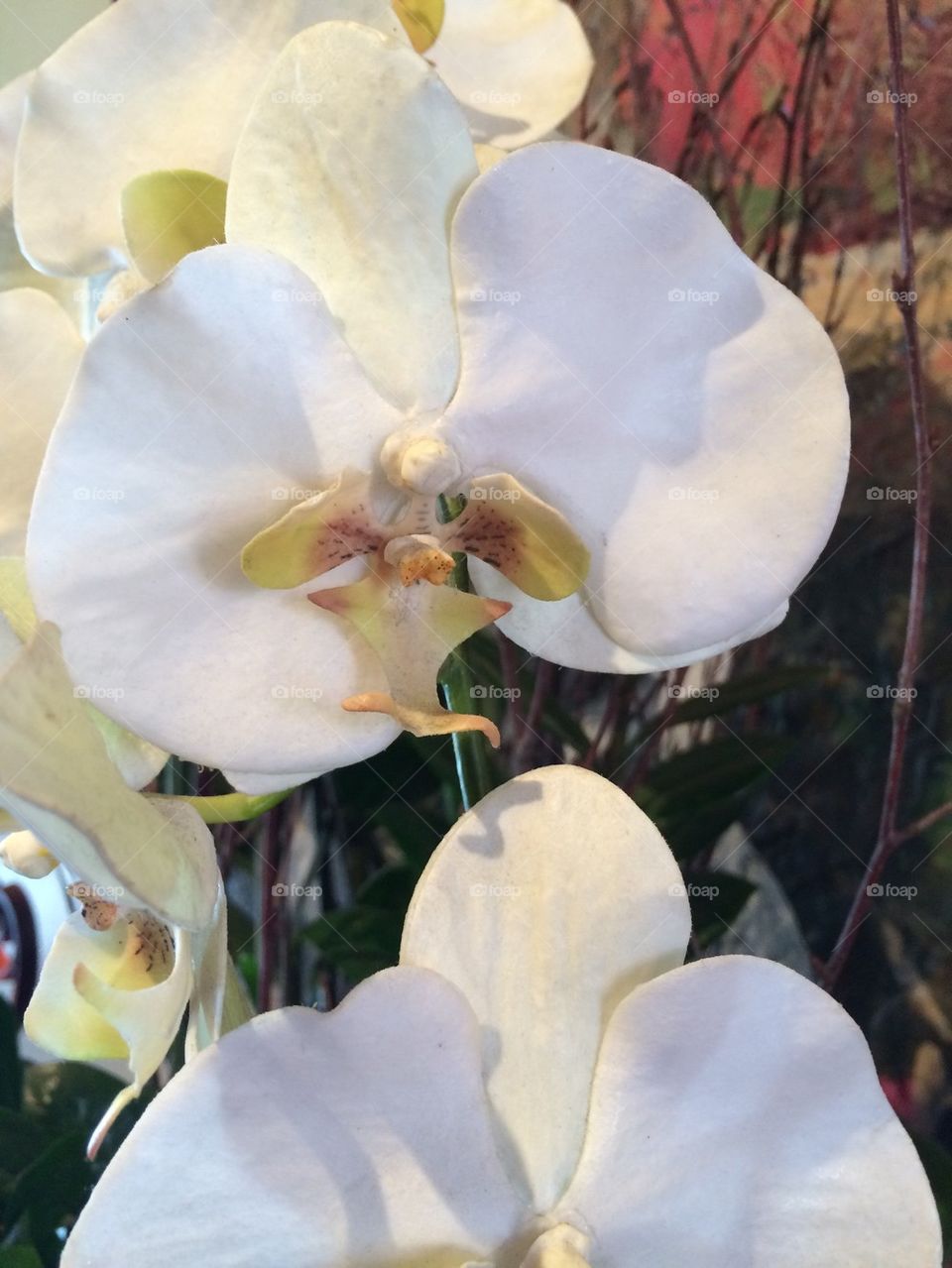 White orchids