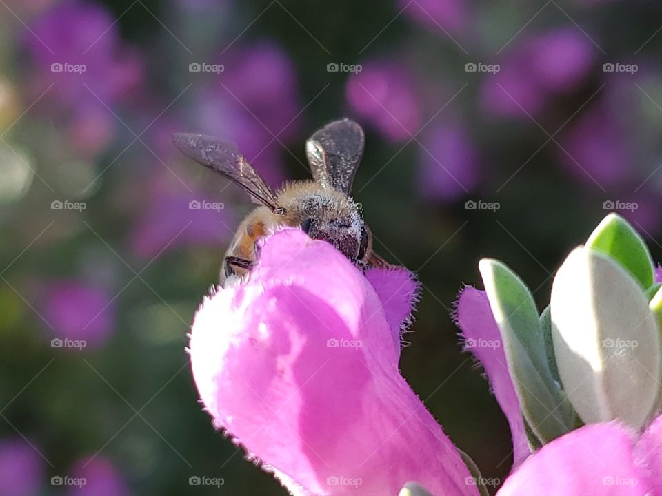 A honeybee pollinating a pink cenizo flower with bokeh pink cenizo flowers in the background and subtle morning sunlight highlights.