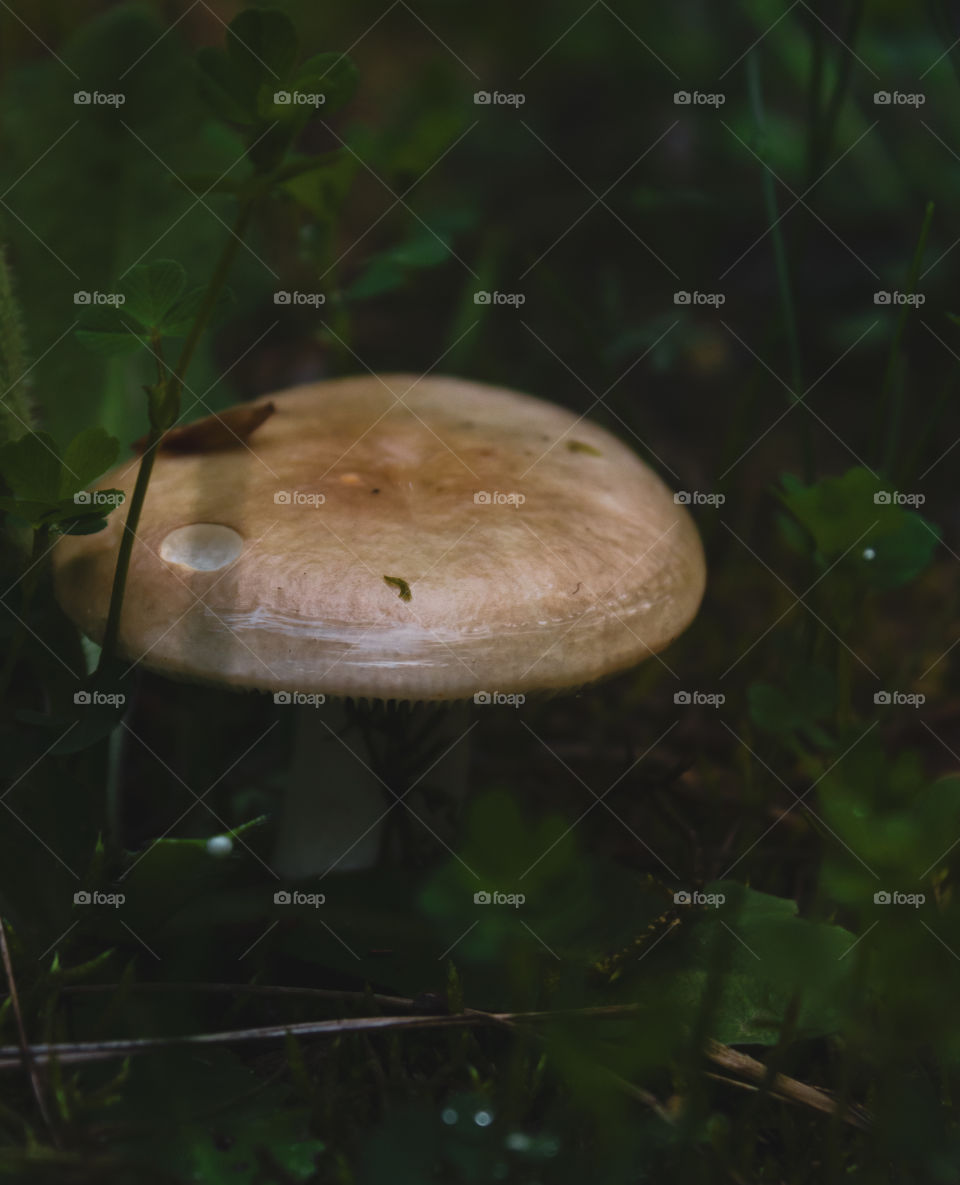 Small mushroom, macrocosm.