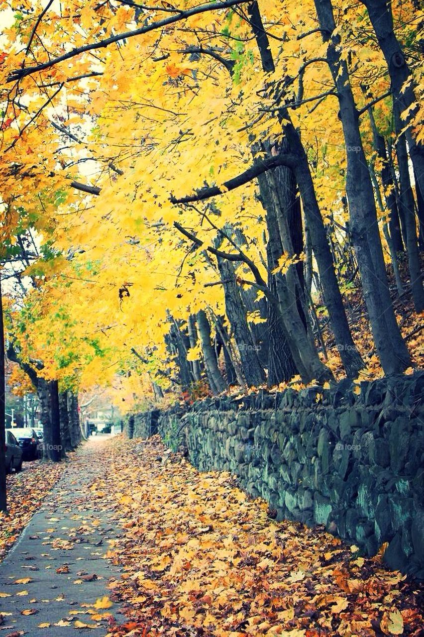 Autumn, fall, leaf, yellow, beautiful, tree