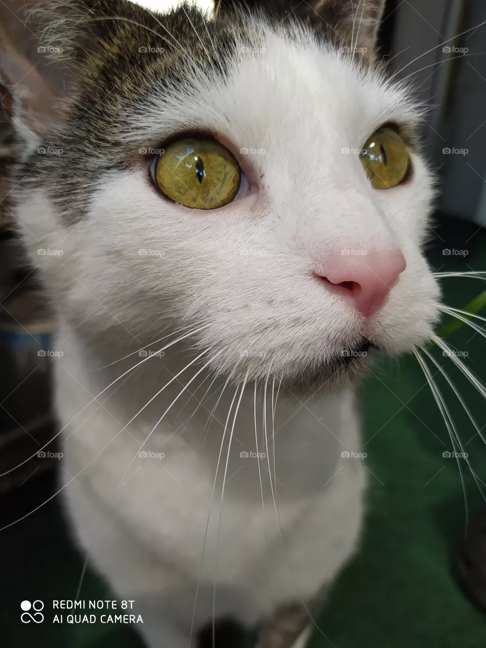 my cat