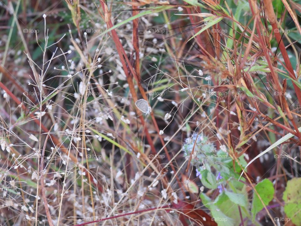 butterfly in rest mode