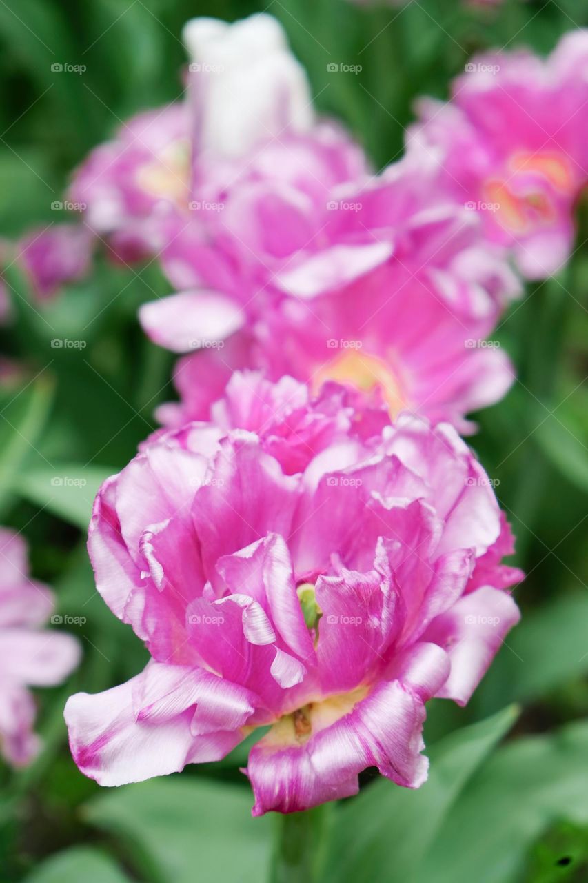 Close up of magenta flower with blurred background