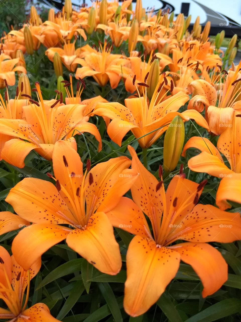 I love these lillies in my front yard.